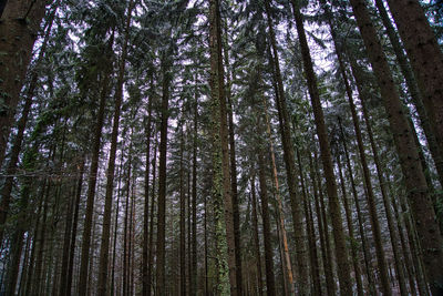 Low angle view of bamboo trees in forest