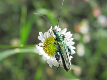 Close-up of insect on flower