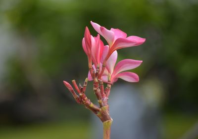 Close-up of pink flowers