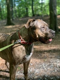 Close-up of a dog looking away