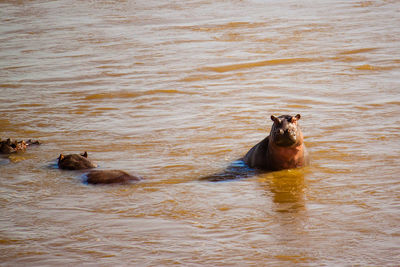 Hippopotamus in lake