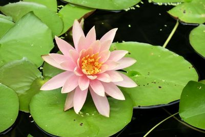 Lotus water lily in pond