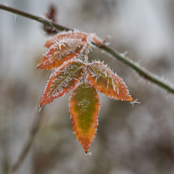 Close-up of orange leaf on snow