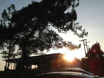 Sun shining through trees