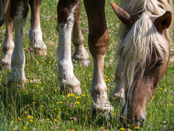 Panoramic view of a horse on field