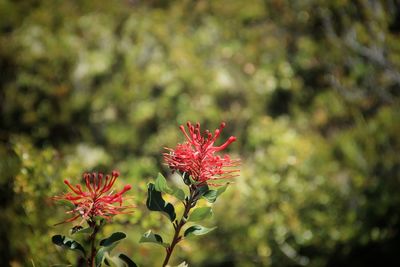 Close-up of red flowering plant