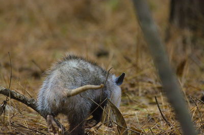 Close-up of a opossum in a field