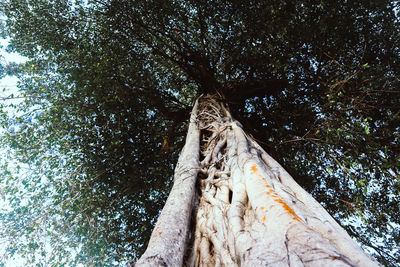 Low angle view of trees in forest against sky