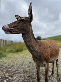 Red deer in dumfries and galloway hills