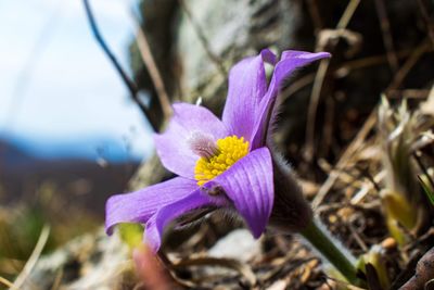 Close-up of purple crocus flower