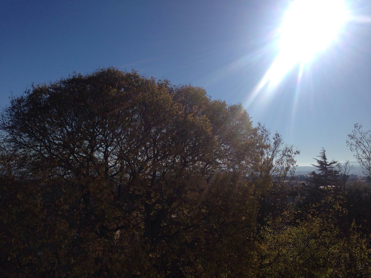 sun, sunbeam, sunlight, lens flare, tree, low angle view, growth, blue, tranquility, sunny, sky, beauty in nature, nature, clear sky, bright, tranquil scene, scenics, day, outdoors, no people