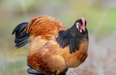 Close-up of a chicken