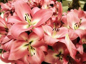 Full frame shot of pink flowers