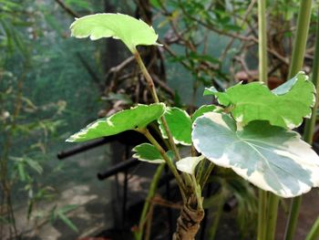 Close-up of plant