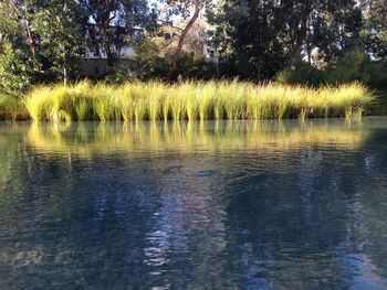 Scenic view of lake in forest