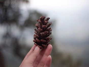 Close-up of hand holding pine cone