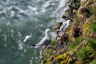 Seagull perching on rock in sea