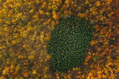 Aerial view of trees growing in forest during autumn