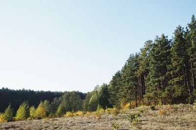 Trees growing in forest against clear sky