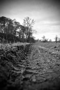 Surface level of trees on landscape against sky