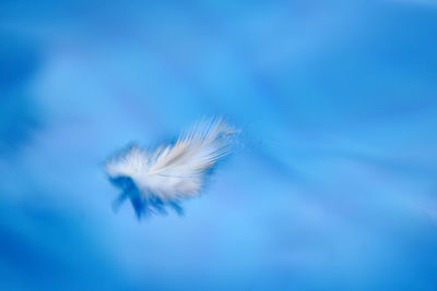 Close-up of blue flower