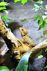 Close-up of lizard on tree