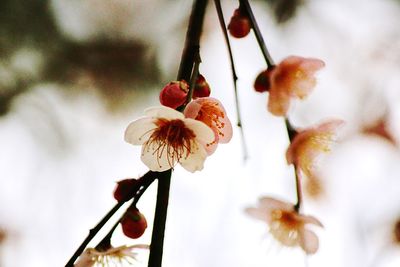 Close-up of white flowers