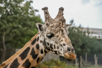 Close-up of giraffe
