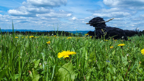 Close-up of sunflowers on field against sky