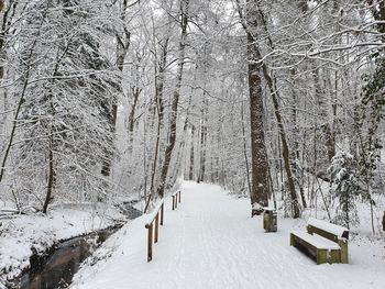 Snow covered land and trees in forest