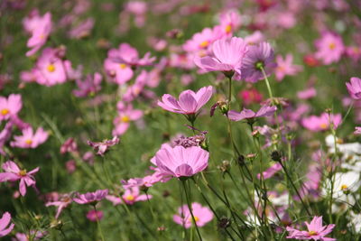 Close-up of insect on pink flowering plants