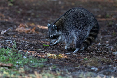 Young raccoon procyon lotor marinus forages for food in naples florida among the forest.