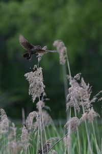 Close-up of bird flying over field