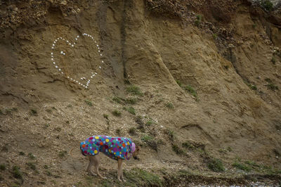 View of horse on wall