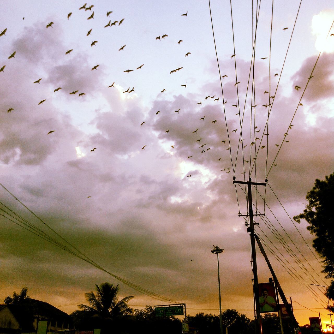 sky, bird, cloud - sky, flying, low angle view, cloudy, silhouette, animal themes, flock of birds, cloud, power line, animals in the wild, nature, weather, dusk, electricity pylon, wildlife, overcast, transportation