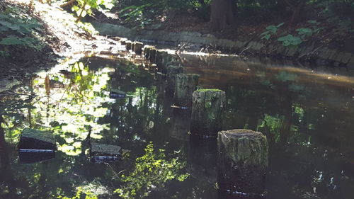 Reflection of plants in lake