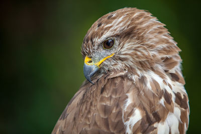 Close-up of eagle