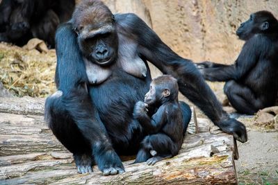 Monkeys sitting in zoo