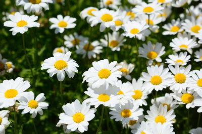 Close-up of white daisy flowers