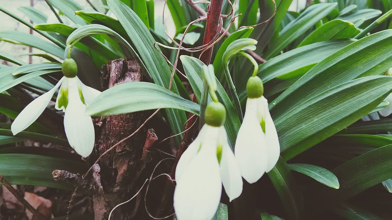 growth, green color, plant, leaf, nature, no people, close-up, freshness, outdoors, beauty in nature, fragility, day, snowdrop