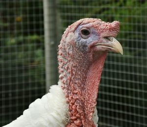 Close-up of rooster in cage