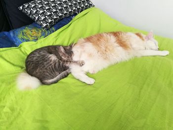 High angle view of cat sleeping on bed