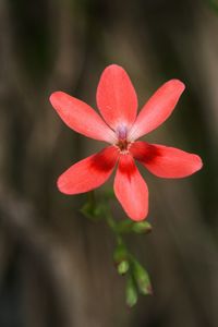 Close-up of flower