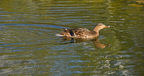 Ducks swimming in water