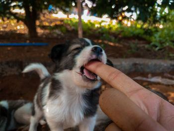 Cute puppy biting human finger