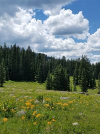 Scenic view of forest against sky