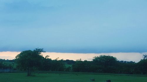 Trees on field against sky