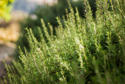 Close-up of crops growing on field