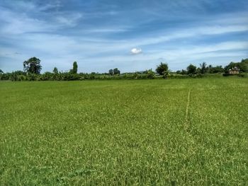 Scenic view of field against sky