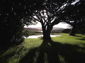 Trees on field against sky